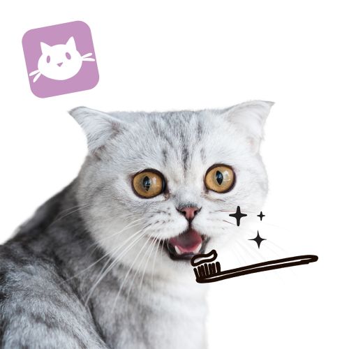 DENTAL CLEAN CAT – fogápoló spray macskáknak