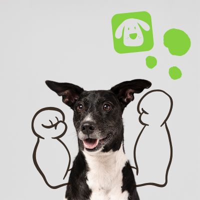 Amino Dog Plus – Magas aminosav tartalmú izomtömeg növelő, erősítő kiegészítő kutyáknak